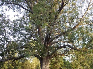 Old blue ash (Fraxinus quadrangulata) with a spreading crown in a park