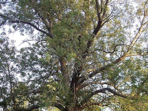 Old blue ash (Fraxinus quadrangulata) with a spreading crown in a park