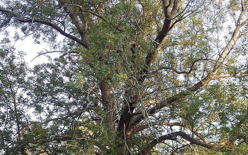 Old blue ash (Fraxinus quadrangulata) with a spreading crown in a park