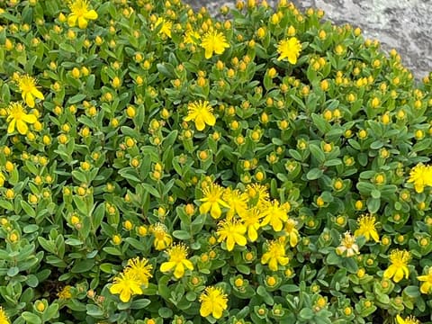 Blue Ridge St. John's-wort (Hypericum buckleyi) low mat of golden flowers spilling against a granite rock