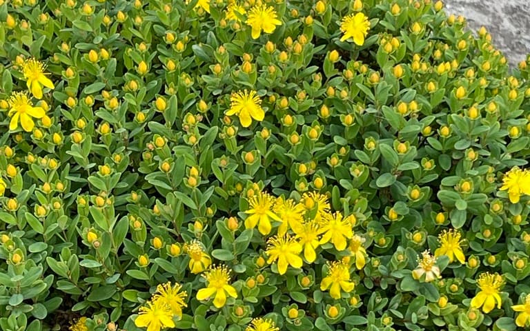 Blue Ridge St. John's-wort (Hypericum buckleyi) low mat of golden flowers spilling against a granite rock