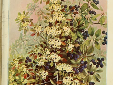 Blueberry hawthorn (Crataegus brachyacantha) painting of white flower clusters and blue-black haws