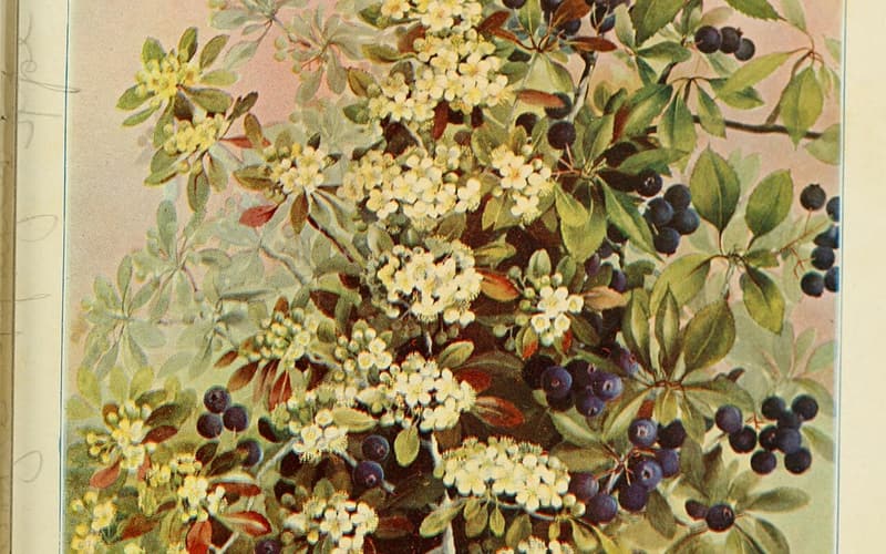 Blueberry hawthorn (Crataegus brachyacantha) painting of white flower clusters and blue-black haws