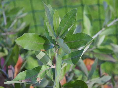 Bluejack oak (Quercus incana) twig tip of narrow, untoothed blue-green leaves with pale undersides