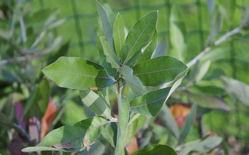 Bluejack oak (Quercus incana) twig tip of narrow, untoothed blue-green leaves with pale undersides
