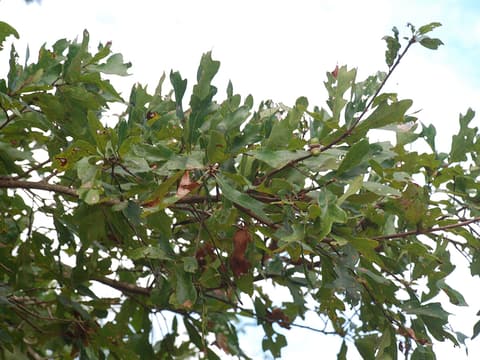 Bluff oak (Quercus austrina) branch of shallowly lobed leaves with ripening acorns against a pale sky