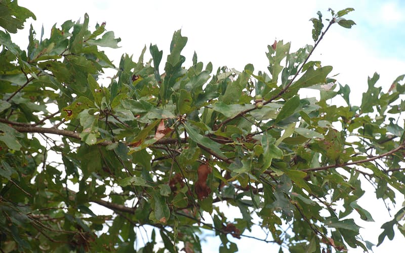 Bluff oak (Quercus austrina) branch of shallowly lobed leaves with ripening acorns against a pale sky