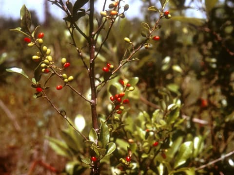 Bog spicebush (Lindera subcoriacea) twigs with bright red and green oval fruit among the leaves