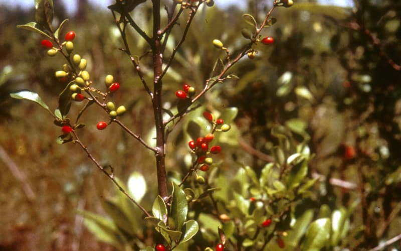 Bog spicebush (Lindera subcoriacea) twigs with bright red and green oval fruit among the leaves