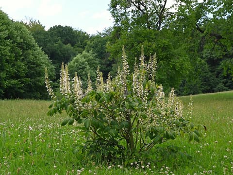 Bottlebrush buckeye (Aesculus parviflora) shrub in bloom with upright white flower spikes