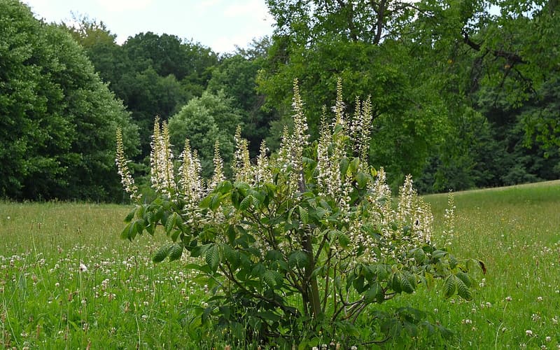 Bottlebrush buckeye (Aesculus parviflora) shrub in bloom with upright white flower spikes