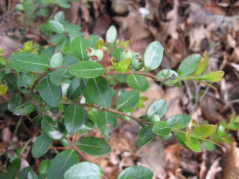 Box huckleberry (Gaylussacia brachycera) glossy evergreen leaves and young berries on a wild stem