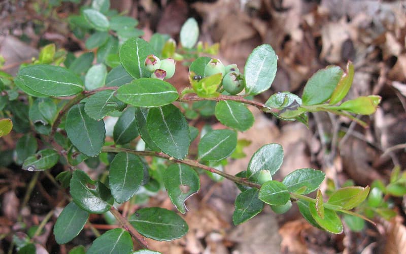Box huckleberry (Gaylussacia brachycera) glossy evergreen leaves and young berries on a wild stem