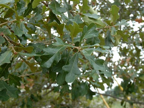 Boynton oak (Quercus boyntonii) glossy leaves with three rounded lobes near the tip, on a branch
