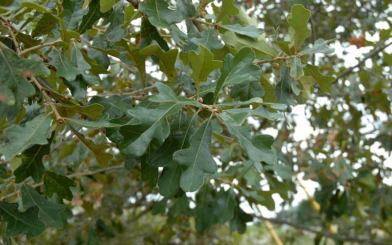 Boynton oak (Quercus boyntonii) glossy leaves with three rounded lobes near the tip, on a branch