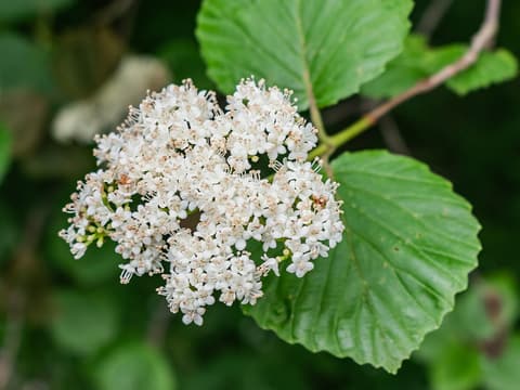 Bracted arrowwood (Viburnum bracteatum) flat cluster of small white flowers beside a broad toothed leaf