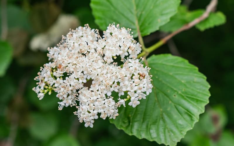 Bracted arrowwood (Viburnum bracteatum) flat cluster of small white flowers beside a broad toothed leaf