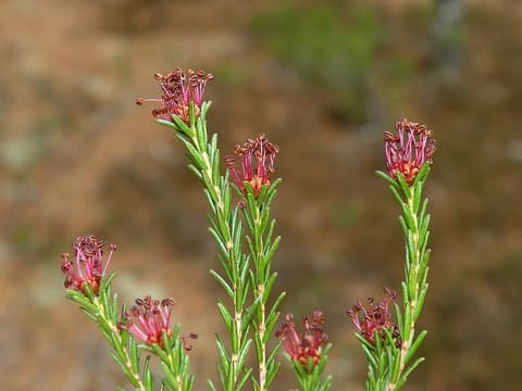 Broom crowberry (Corema conradii) needle-leaved shoots tipped with purple flower heads