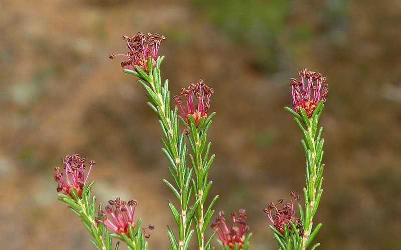 Broom crowberry (Corema conradii) needle-leaved shoots tipped with purple flower heads