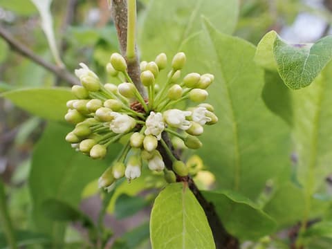 Buckthorn bully (Sideroxylon lycioides) a dense cluster of small white flowers and buds among leaves