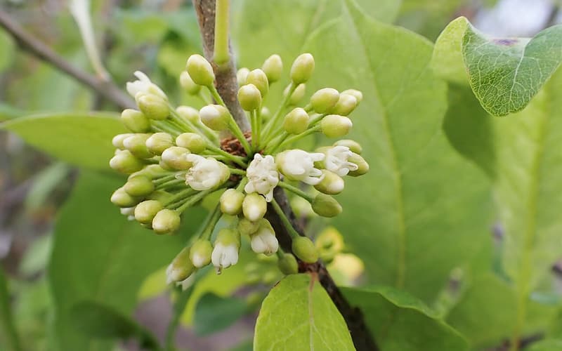 Buckthorn bully (Sideroxylon lycioides) a dense cluster of small white flowers and buds among leaves