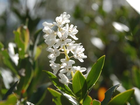 Buckwheat tree (Cliftonia monophylla) upright spike of white flowers above glossy evergreen leaves