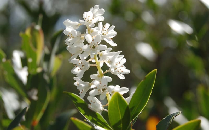 Buckwheat tree (Cliftonia monophylla) upright spike of white flowers above glossy evergreen leaves