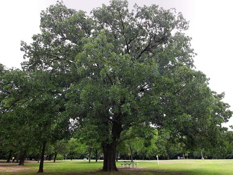 Bur oak (Quercus macrocarpa), a large open-grown tree in full leaf with a broad crown in a park
