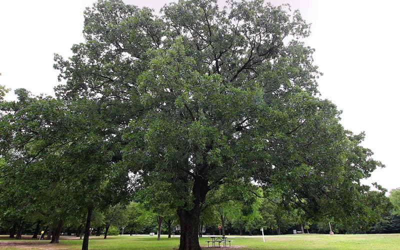 Bur oak (Quercus macrocarpa), a large open-grown tree in full leaf with a broad crown in a park