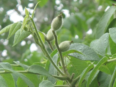 Butternut (Juglans cinerea) young nuts in sticky, hairy green husks at the tip of a leafy shoot