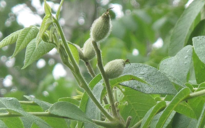 Butternut (Juglans cinerea) young nuts in sticky, hairy green husks at the tip of a leafy shoot