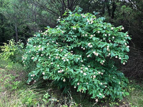 Buttonbush (Cephalanthus occidentalis) shrub in bloom, covered in round white flower heads