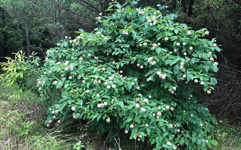 Buttonbush (Cephalanthus occidentalis) shrub in bloom, covered in round white flower heads