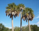 Cabbage palmetto (Sabal palmetto) three tall palms with round crowns of fan-shaped fronds against a blue sky