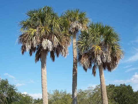 Cabbage Palmetto