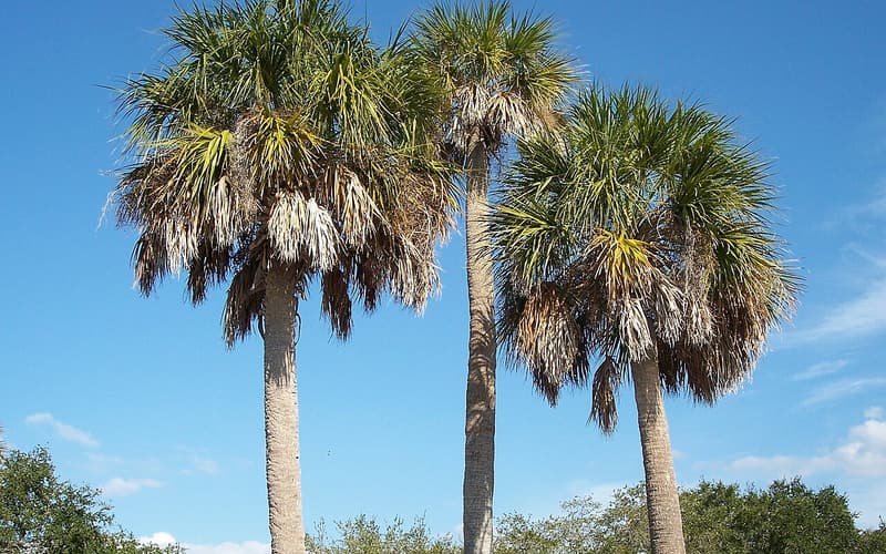 Cabbage palmetto (Sabal palmetto) three tall palms with round crowns of fan-shaped fronds against a blue sky