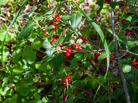 Canada buffaloberry (Shepherdia canadensis) clusters of bright red berries along twigs with oval leaves