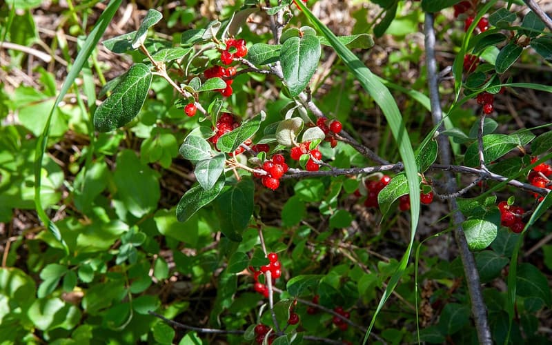 Canada buffaloberry (Shepherdia canadensis) clusters of bright red berries along twigs with oval leaves