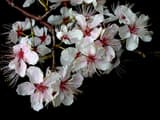 Canada plum (Prunus nigra) twig of white flowers fading to pink, with red-tinged flower cups