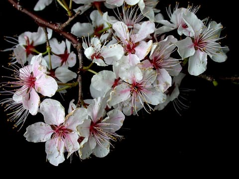 Canada plum (Prunus nigra) twig of white flowers fading to pink, with red-tinged flower cups