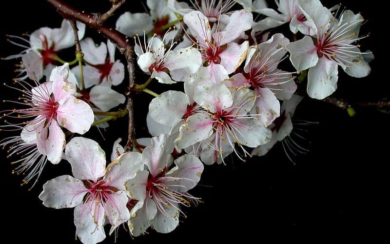 Canada plum (Prunus nigra) twig of white flowers fading to pink, with red-tinged flower cups