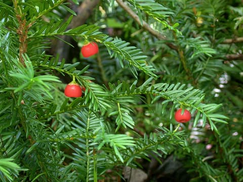 Canada yew (Taxus canadensis) bright red arils among sprays of flat, dark green needles