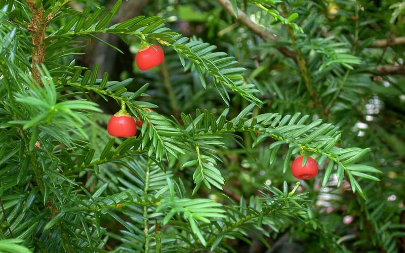 Canada yew (Taxus canadensis) bright red arils among sprays of flat, dark green needles