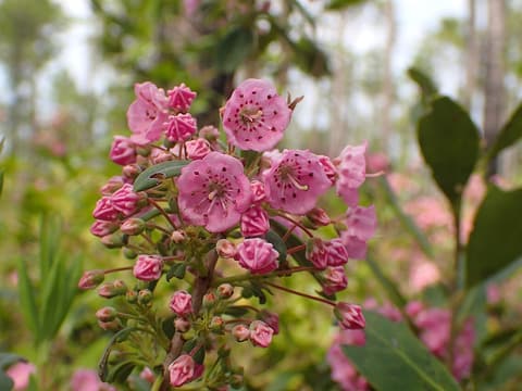 Carolina bog laurel (Kalmia carolina) cluster of small pink cup flowers in a pine savanna