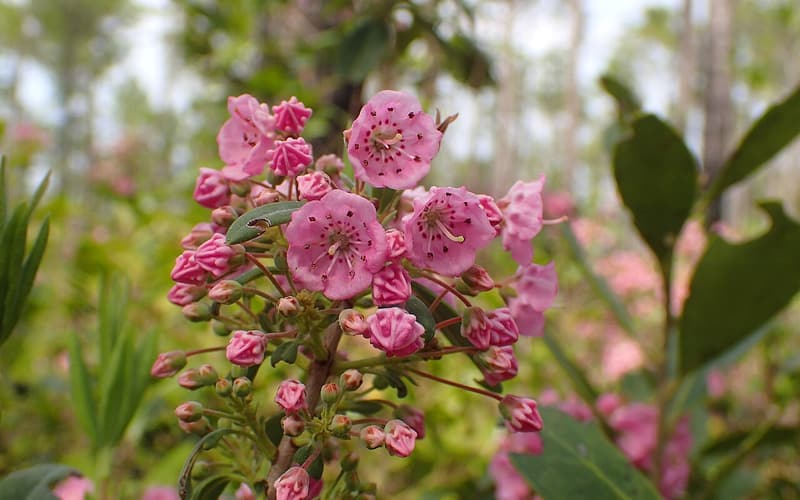 Carolina bog laurel (Kalmia carolina) cluster of small pink cup flowers in a pine savanna