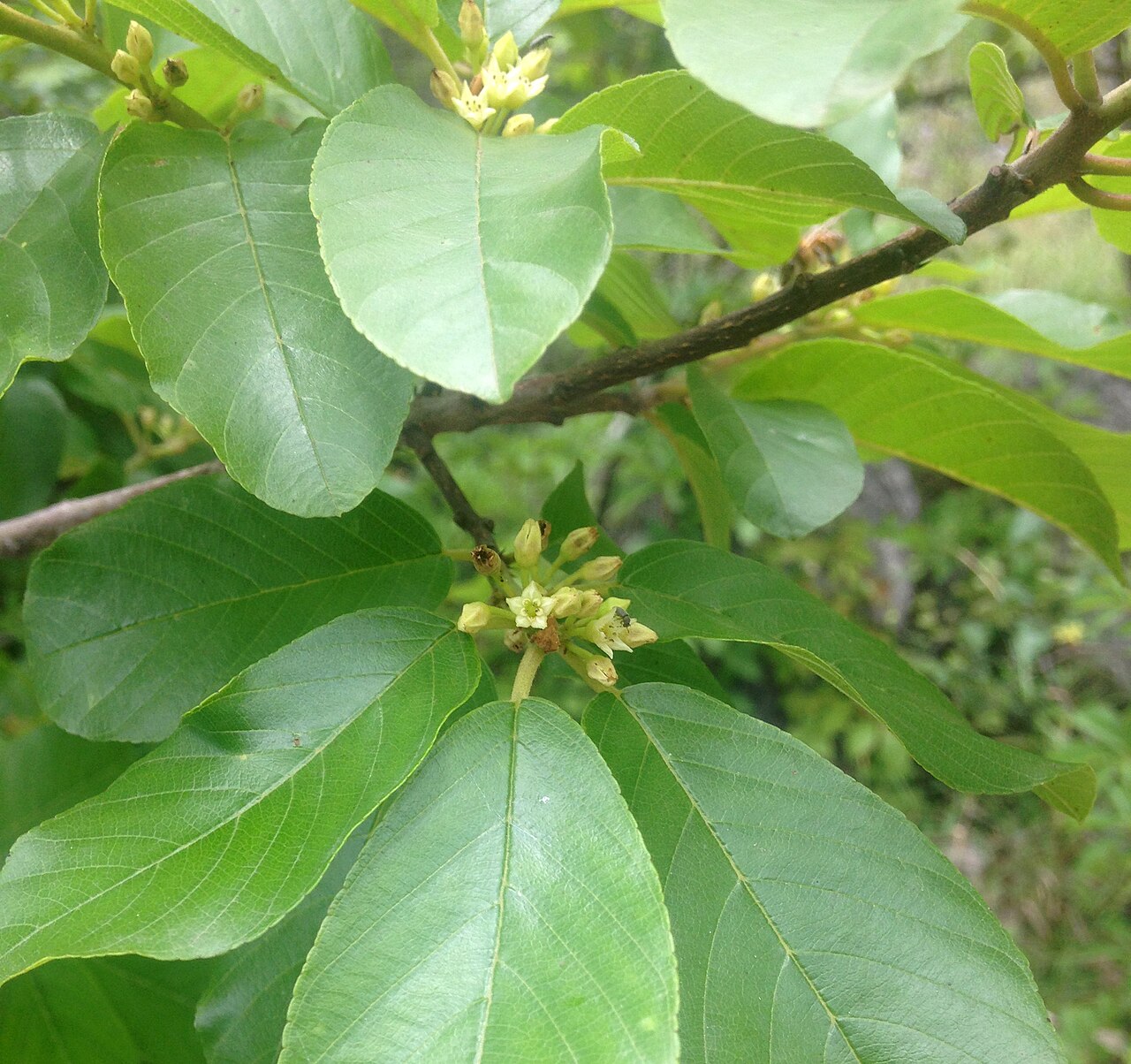 Carolina Buckthorn (Frangula caroliniana)