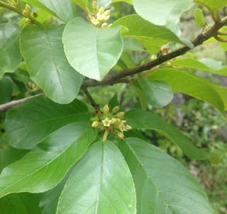 Carolina buckthorn (Frangula caroliniana) glossy leaves with small green flowers in the leaf axils