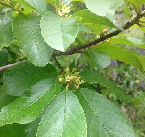 Carolina Buckthorn (Frangula caroliniana)