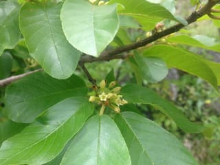 Carolina buckthorn (Frangula caroliniana) glossy leaves with small green flowers in the leaf axils