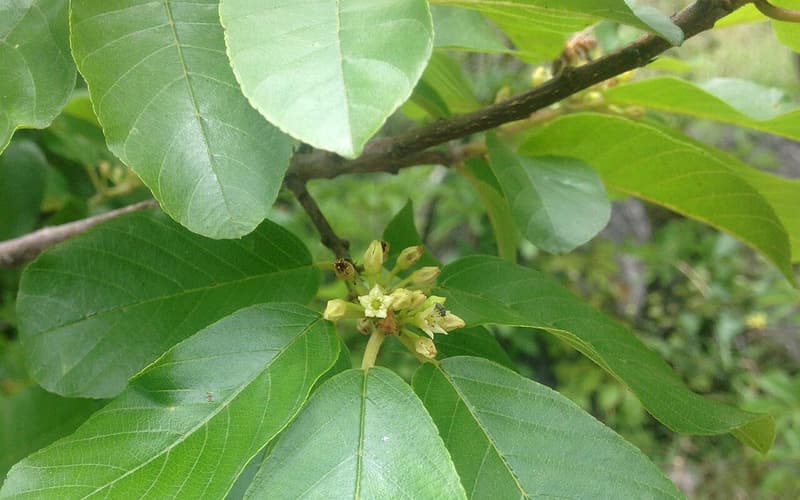 Carolina buckthorn (Frangula caroliniana) glossy leaves with small green flowers in the leaf axils